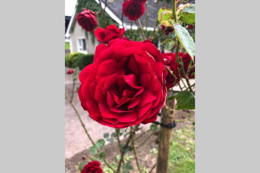 Rhubarb Cottage Enniskillen Ngoại thất bức ảnh